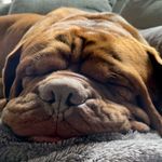 Mr. Charles Casper los Reyes de Rio - @bordeauxdogge_mr.charles - Instagram