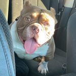 Charles Cathcart - @double_topchoicebullies - Instagram