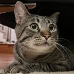 @charles_aka_mr.cheeks - Instagram