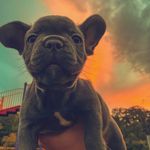 Sir Charles Chubby Cheeks - @charlie_chubby_cheeks - Instagram