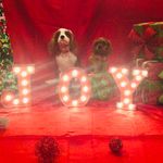 Charles Bernard Jaimes - @charles_and_chestnut_cavaliers - Instagram
