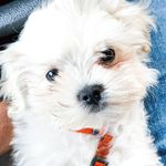 Charles H. Chestnut - @charlesharrychestnut - Instagram