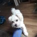 Charlie Chestnut - Facebook