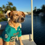Chester Chestnut Charles III - @chesterchestnutcharles - Instagram