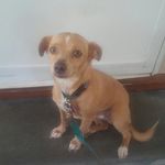 Poppington - @poppy_chestnutbrown_charles_sr - Instagram