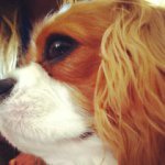 @sircharleschestnut - Instagram