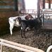 Ferme Charles Cormier &amp; Fils - Facebook