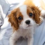Best Cavalier King Charles Spaniel Corner - @best_cavalier_king_corner - Instagram