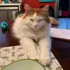 Charles Cote - @walterthekat - TikTok