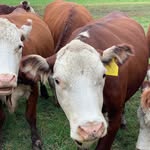 Charlescote Farm - @charlescotefarm - Instagram