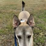Charlie the Coydog! - @charles.coypup - Instagram