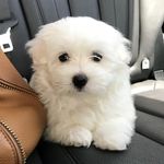 Charles Guatemala Crowder III - @charlie_guatemala - Instagram