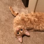 Charles - @charlescuddles - Instagram