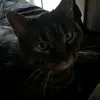 Charles Cutler - @charles.cutler - TikTok