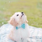 Charles Darling - @charlesthecavachon - Instagram