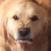 Charles Darling - @charles.darling - TikTok