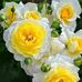 Charles Dart - Facebook