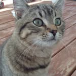 Charles DeBruyne - @the_official_charles_cat - Instagram