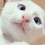 シャル吉 - @charles_de_mars - Instagram