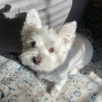 Charles DeGruttola-Doyle - @sir_charles_doyle - Instagram
