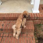 Charlie Hopper Bucky Driggers - @the_doggo_charles - Instagram