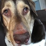 Charles Emerson Dogchester III - @charlie_the_st.dane - Instagram