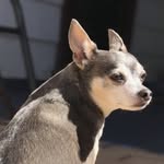 Charles Emerson Winchester III - @charleswinchester_ - Instagram