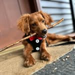 @charles_emerson_winchester_lll - Instagram