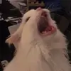 kinnie - @charles.eyler - TikTok