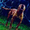 Charles Frazier - @charles.frazier22 - TikTok