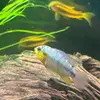 Charles Frazier - @charles.frazier2 - TikTok