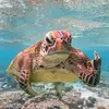 Charles Frith - @my_turtle_likes_me - TikTok