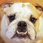 Charles Glass - @sircharlie_thedog - Instagram