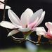 Charles Graves - Facebook