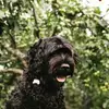 Charlie Grenon - @charlie.grenon - TikTok