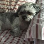 Charles Hakim - @chuckeirut1841 - Instagram
