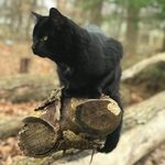 Charles Hann - @toonces812 - Instagram