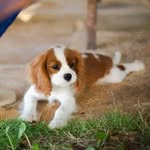 charlie🐶 - @charles_hayward_ - Instagram