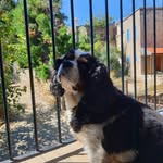 *HECTOR* - @king_charles_hector - Instagram