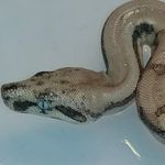 Charles Hoke - @neoexotics - Instagram