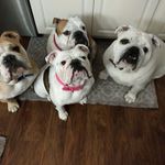 Charles Ives - @cives851 - Instagram
