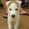 user4944276254201 - @charles.ju - TikTok