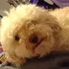 Charlie LaCour  - @charlie.lt1414 - TikTok