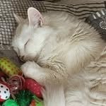 Charles Lapierre - @lapierre.charles - Instagram
