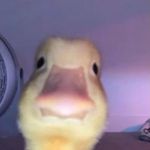 Charles Leduc - @m1st3ur_ - Instagram