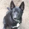 Charles Lomas - @jindocollie - TikTok