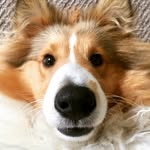 Charles & Luna - @chronicles_of_charles - Instagram