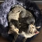 Charles, Luna & Hagrid 😽 - @lunahagcharlsy - Instagram