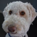Sir Charles Lyell (Charly) - @sircharleslyell_doodle - Instagram