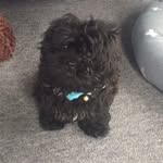 Charlie Bear McSweeney - @charlie.mcsweeney - Instagram